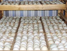 Khám phá nghề ấp trứng thôn Châu Mai